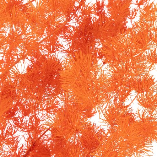 Dried Asparagus Flowers Branch Ornamental Asparagus Dyed 65cm 80g | Floristik24.ie