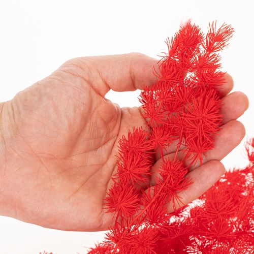 Dried asparagus bunch for floral arrangements 65cm 80g | Floristik24.ie
