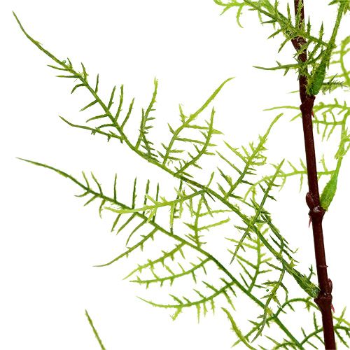 Floristik24 Asparagus branch 75cm green 3pcs