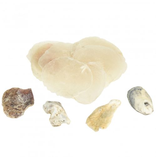 Product Oyster & capiz Sea shells in net Natural 3.5-9.5cm 2pcs