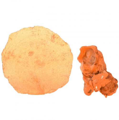 Product Coloured Capiz and Oyster Shells in Net Orange 3.5-9.5cm 2pcs