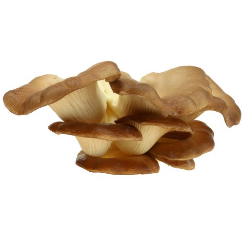 Floristik24 Oyster mushroom decorative mushroom brown 12cm x 19cm
