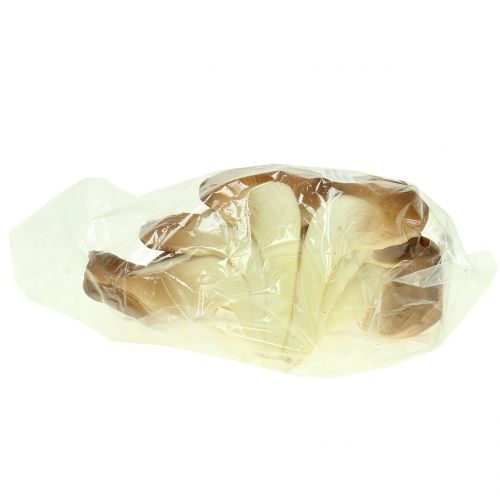 Floristik24 Oyster mushroom decorative mushroom brown 12cm x 19cm
