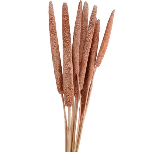 Floristik24 Pearl millet, reed babala, millet red brown 70cm 10pcs