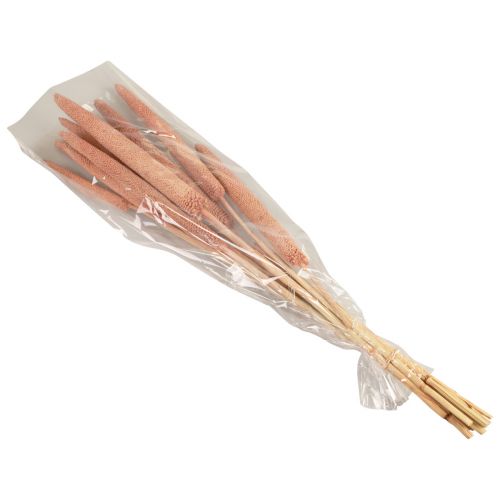 Floristik24 Pearl millet, reed cob Babala, millet red-brown 70cm 10 pcs