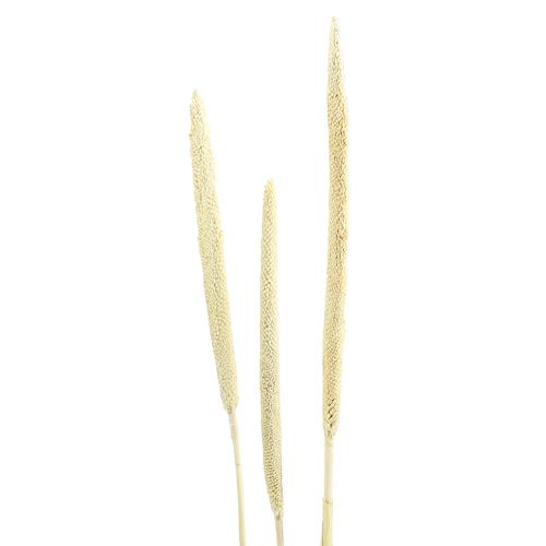 Floristik24 Babala pearl millet bleached dry decoration 25 pcs