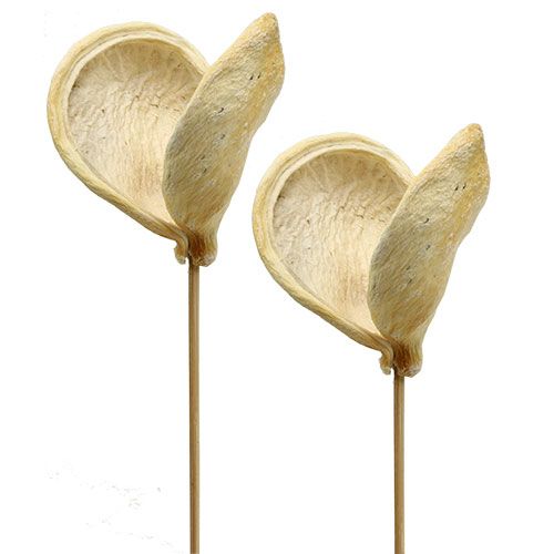 Floristik24 Badam on a stick bleached 6cm - 12cm L55cm 23 pcs