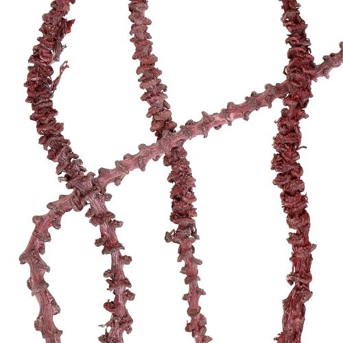 Product Banana Stem Red, whitewashed 20 pcs