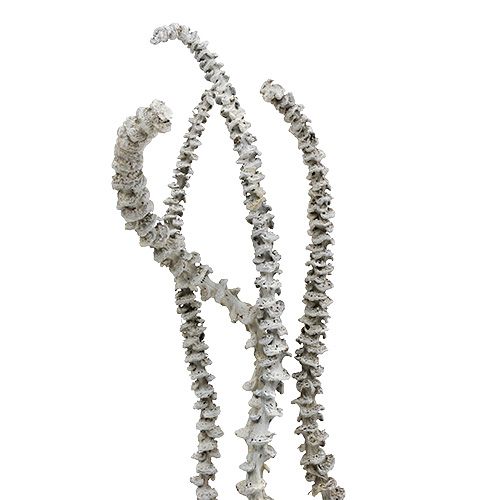 Product Banana Stem White Washed 20 pcs