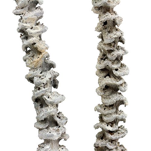 Product Banana Stem White Washed 20 pcs