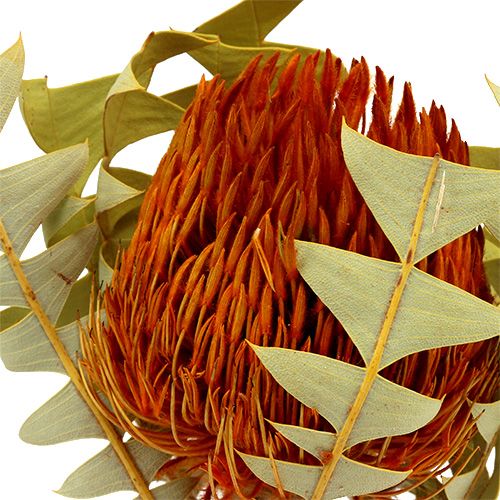 Floristik24 Banksia Baxterii Orange 8 pcs