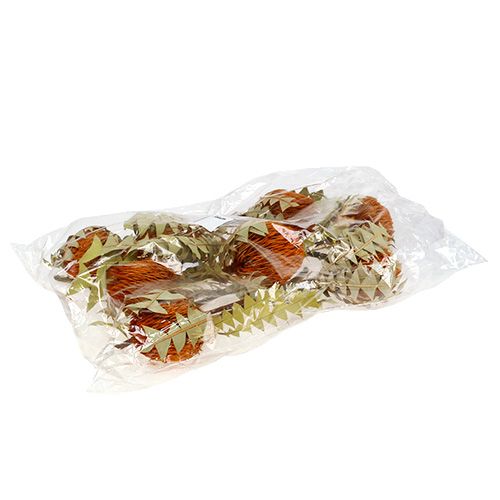 Floristik24 Banksia Baxterii Orange 8 pcs