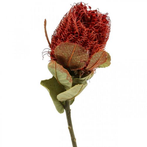 Banksia Baxteri Banksia Exotic Dried Flowers Red 10 Pcs