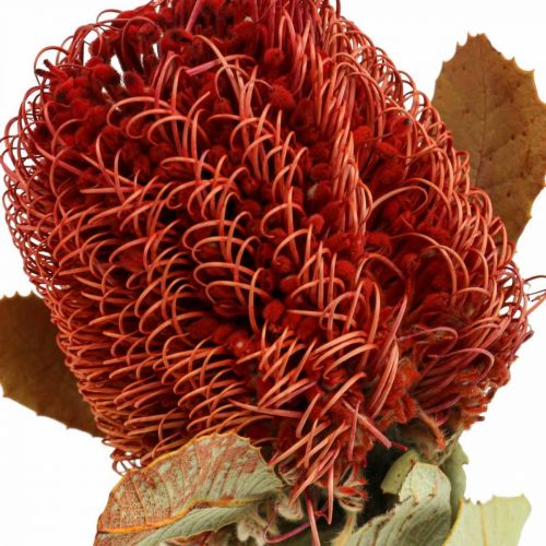 Floristik24 Banksia Baxteri Banksia Exotic Dried Flowers Red 10 Pcs