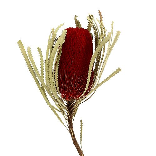 Floristik24 Banksia Hookerana red 7 pcs