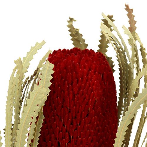 Floristik24 Banksia Hookerana red 7 pcs