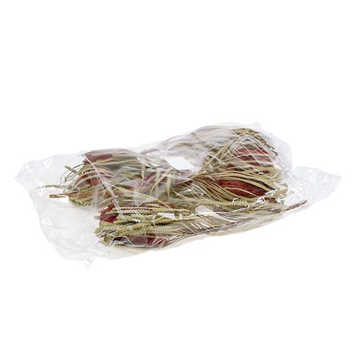 Floristik24 Banksia Hookerana red 7 pcs