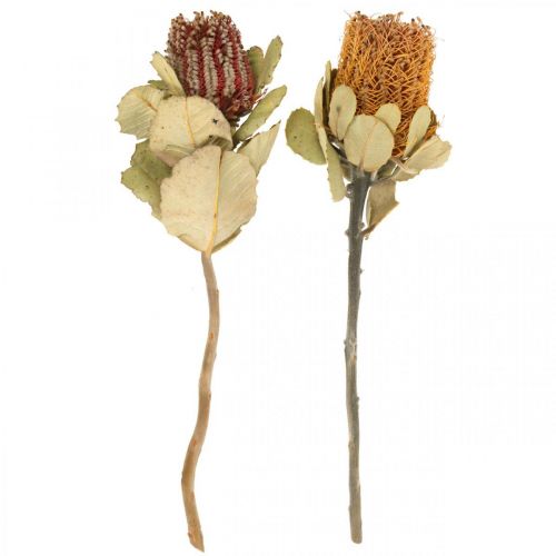 Floristik24 Banksia coccinea dried flowers natural 10 pcs