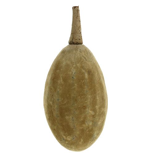 Baobab fruit natural 15cm - 20cm