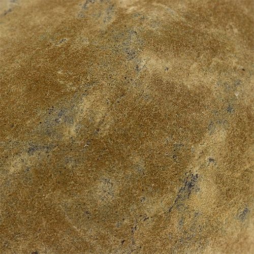 Floristik24 Baobab fruit natural 15cm - 20cm