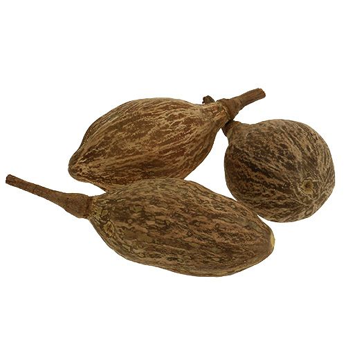 Baobab fruit peeled 15cm - 20cm natural 5 pcs