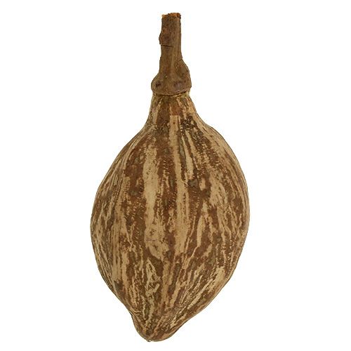 Floristik24 Baobab fruit peeled 15cm - 20cm natural 5 pcs