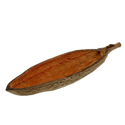 Floristik24 Baobab bowl natural 30cm - 38cm peeled
