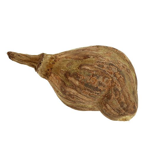 Floristik24 Baobab mini peeled natural 8cm - 12cm 250g