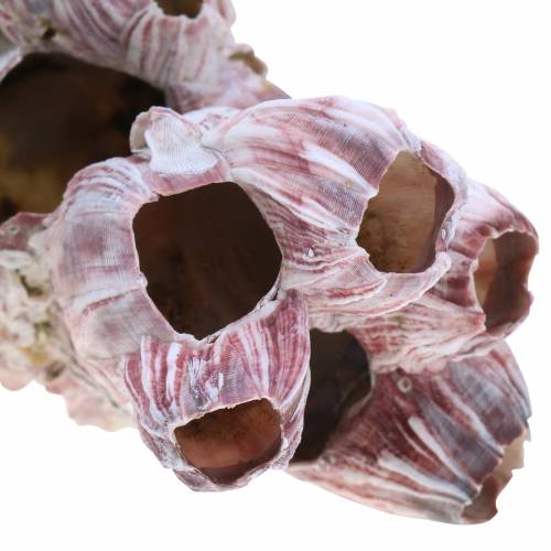 Floristik24 Decorative shell barnacles natural 12-16cm 3 pcs