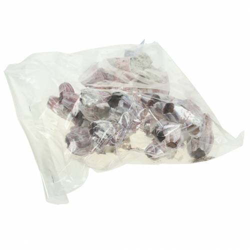 Floristik24 Decorative shell barnacles natural 12-16cm 3 pcs