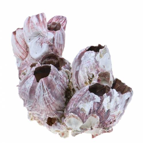 Floristik24 Decorative shell barnacles natural 12-16cm 3 pcs