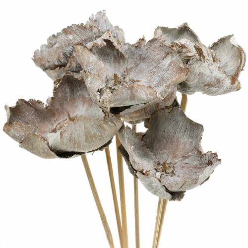 Product Palm Cup on a stick, white washed, 25 pieces