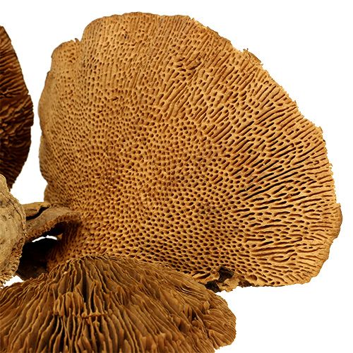 Floristik24 Tree sponge natural 2kg