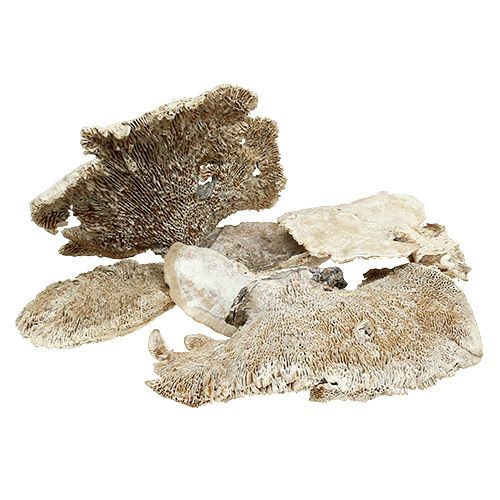 Floristik24 Whitewashed Tree Sponge 1kg - Dried Flower Arrangement, Decoration, Crafts