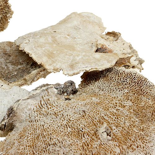 Product Whitewashed Tree Sponge 1kg - Dried Flower Arrangement, Decoration, Crafts