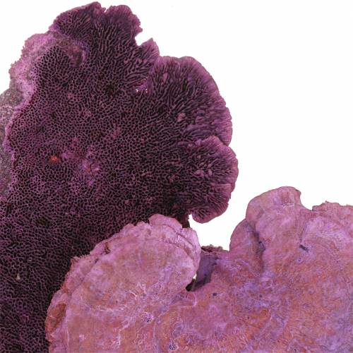 Product Tree sponge purple white washed 1kg