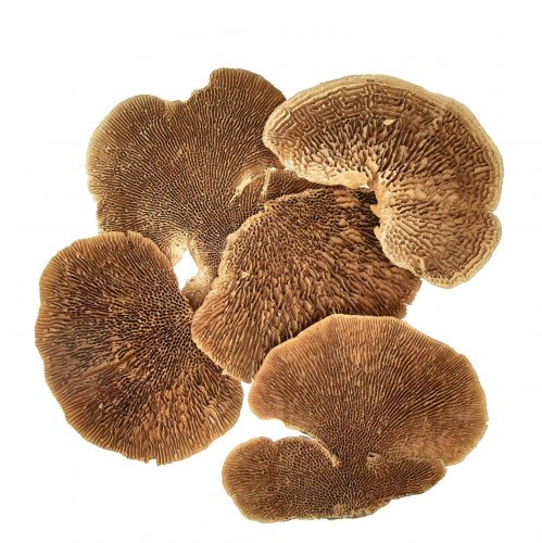Tree sponge small natural tree mushrooms decoration 4-6cm 1kg