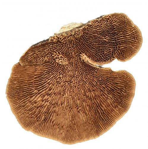 Floristik24 Tree sponge small natural tree mushrooms decoration 4-6cm 1kg
