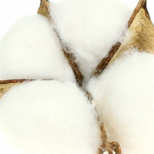 Product Cotton blossoms 50pcs
