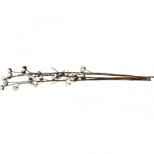 Floristik24 Cotton branch, cotton decorative branch, real cotton L80cm 5 pcs