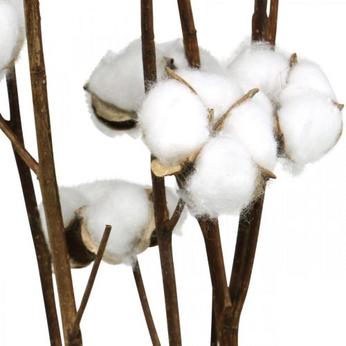 Floristik24 Cotton branch, cotton decorative branch, real cotton L80cm 5 pcs