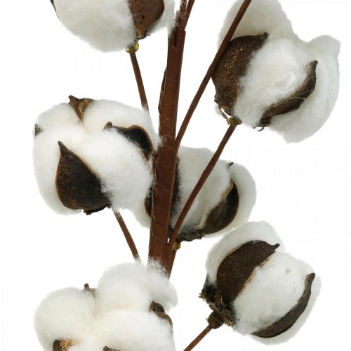 Floristik24 Cotton branch natural decoration 10 heads on a wire cotton decoration 68cm