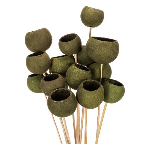 Bell Cup on a stem, green, dried exotic flowers, 5cm, 15 pieces buy online | Floristik24.ie