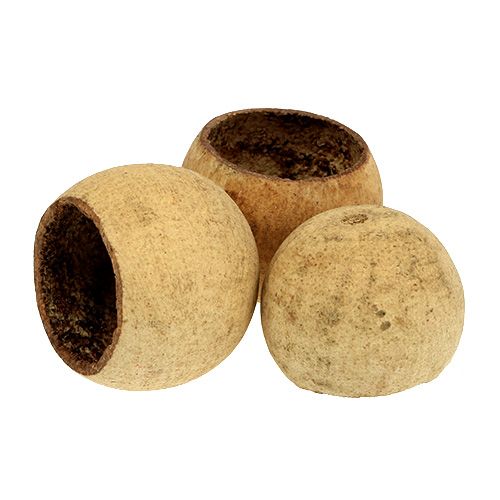 Floristik24 Bell Cup small natural 25 pcs