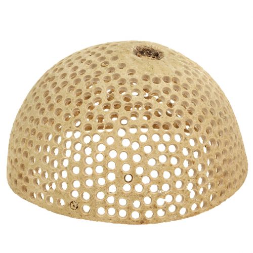 Product Dried Fruits Bell Cup Natural Mourning Decoration 8.5-11cm 10 Pcs