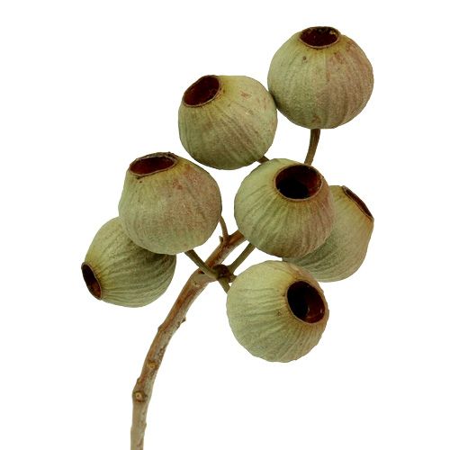 Product Bellgum branch 4 - 14 heads 20 pcs