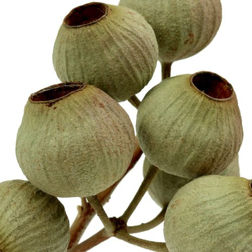 Product Bellgum branch 4 - 14 heads 20 pcs