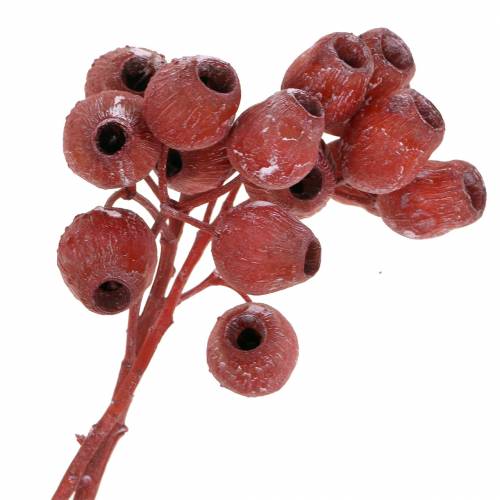 Floristik24 Bellgum branch 5cm - 7cm red frosted 20 pcs