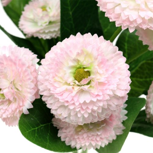 Floristik24 Bellisbund light pink 24cm 2pcs