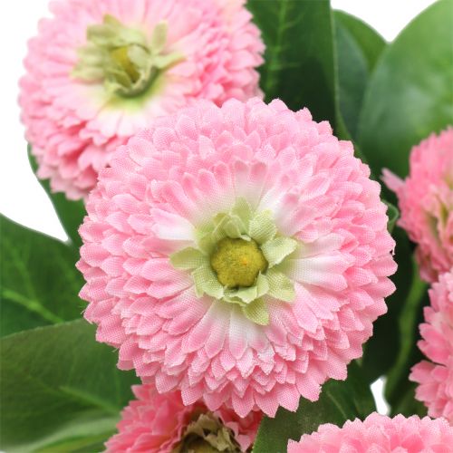 Floristik24 Bellisbund pink 24cm 2pcs